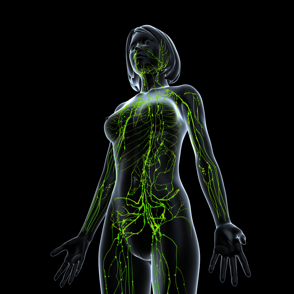 sistema-linfatico-tratamento-1024x1024 Como saber se o sistema linfático está funcionando corretamente?