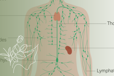 Para onde vai a gordura da drenagem linfática?